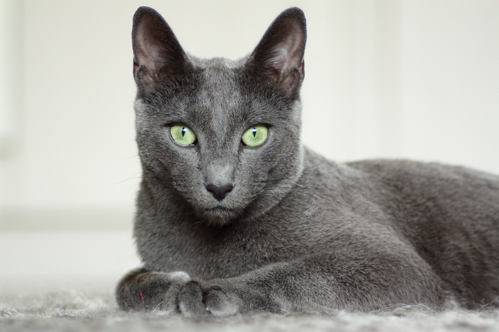 foto de gato korat