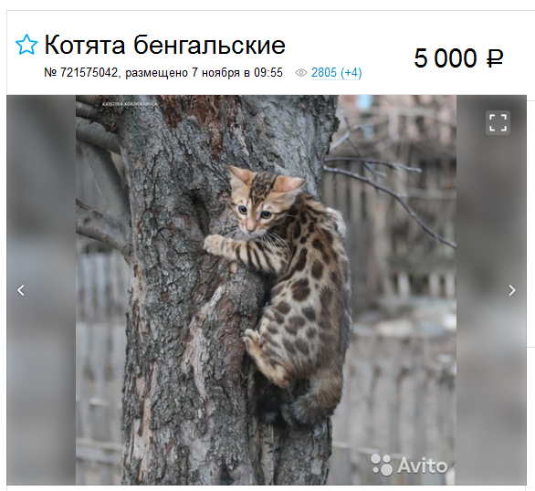 gatito bengalí económico