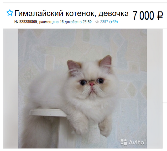 precio de un gato himalayo