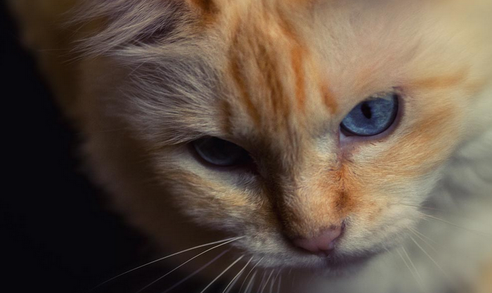Gato birmano de color rojizo