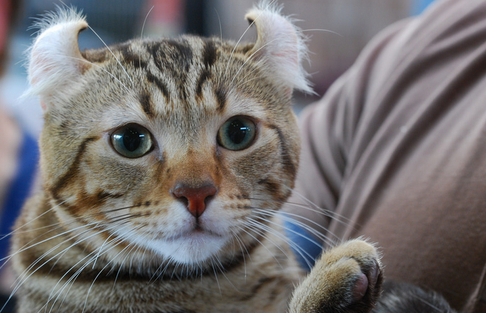 American Curl con orejas curvadas