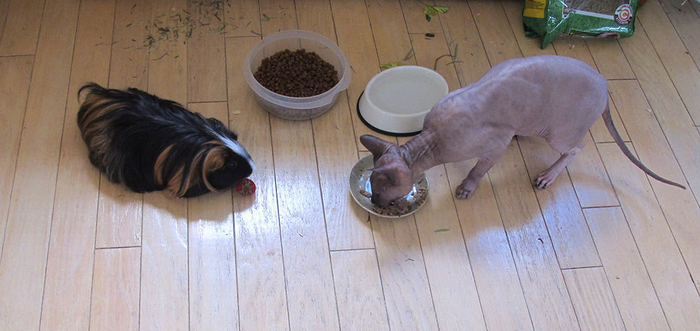 Donskoy Sphynx y cobaya en la foto