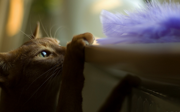 gato abisinio en la foto