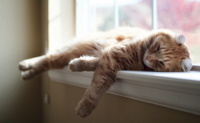 raza de gatos - American Curl
