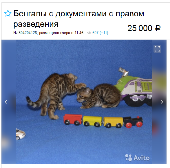 precio de una gata bengalí