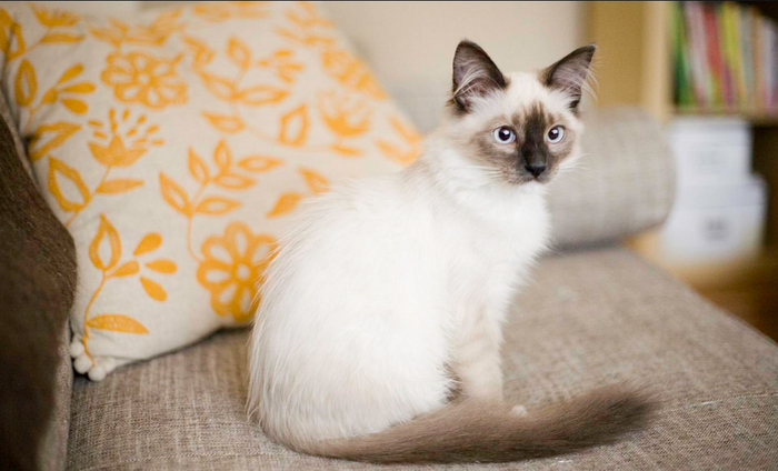 Gatito birmano