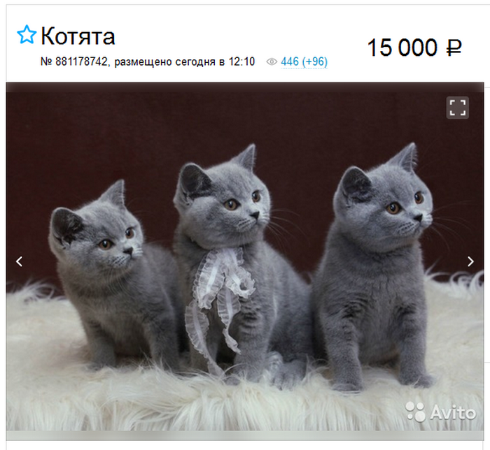 gatitos británicos de pelo corto - precio