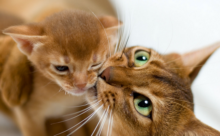 gato abisinio y gatito