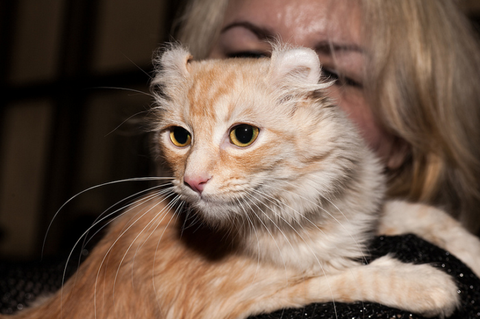 American Curl