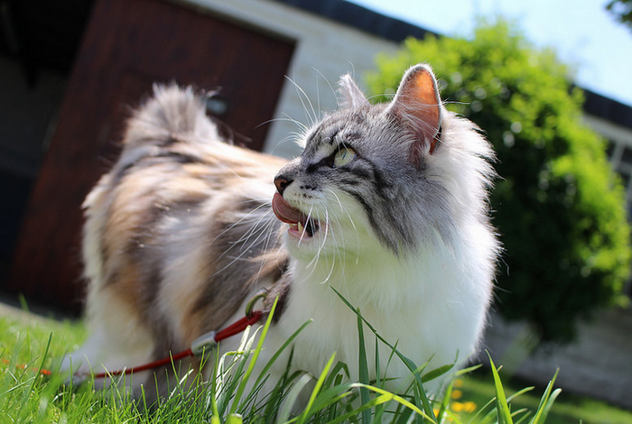 Bobtail de Kuril