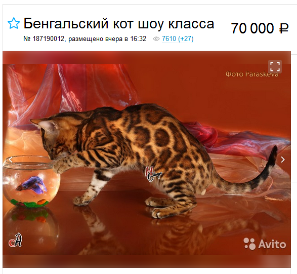 precio de un gato bengalí de clase show