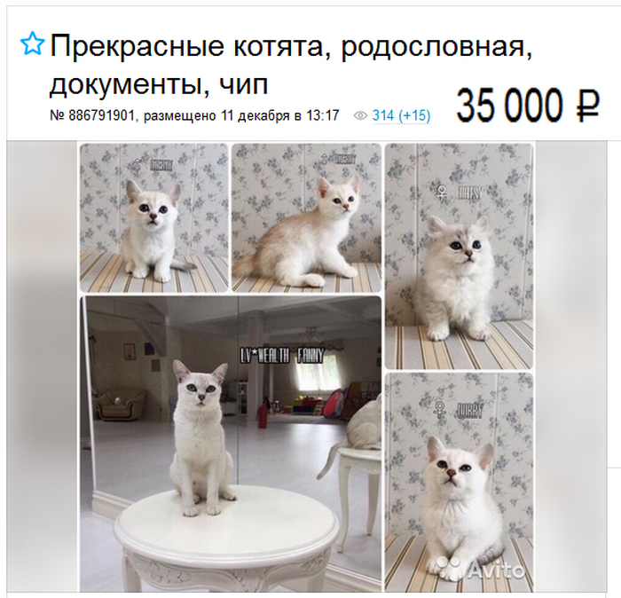 precio de un burmilla