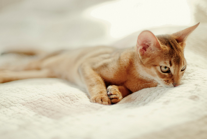 gato abisinio