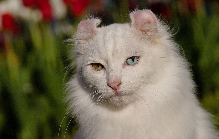 American Curl en la foto