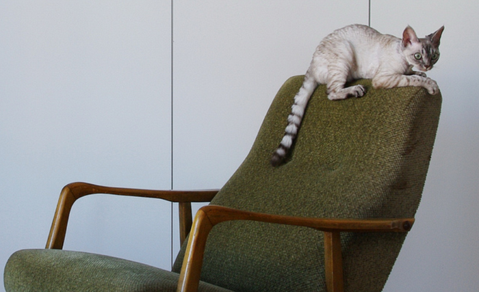 Devon Rex gata