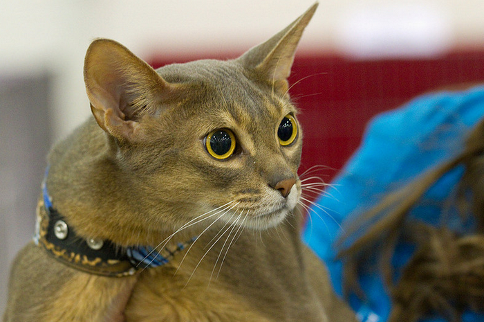 gato abisinio de color gris