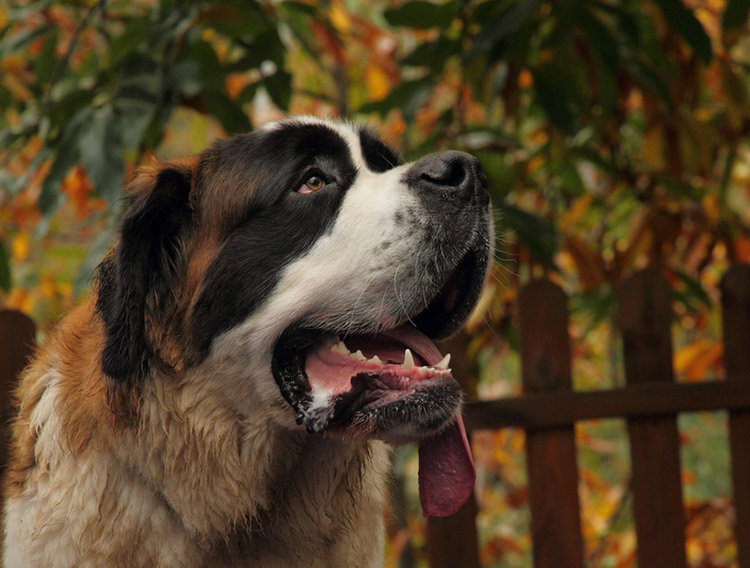 perro de raza San Bernardo