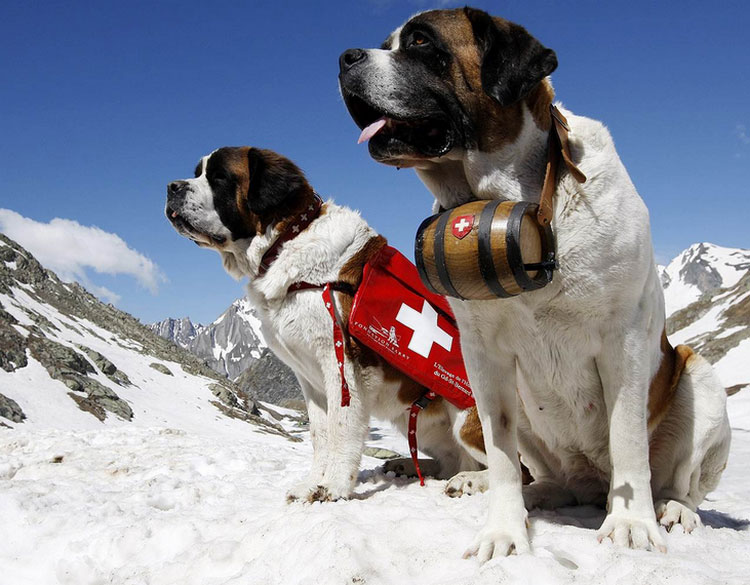 foto de la raza de perros San Bernardo