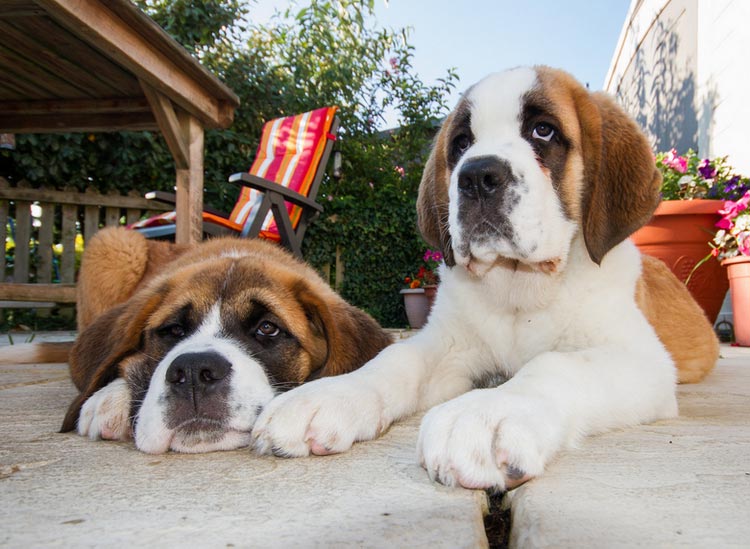 cachorros de San Bernardo