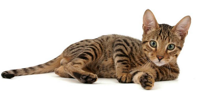 gatito de la raza Serengeti