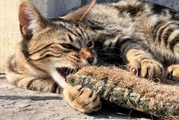 Raza de gato Serengeti