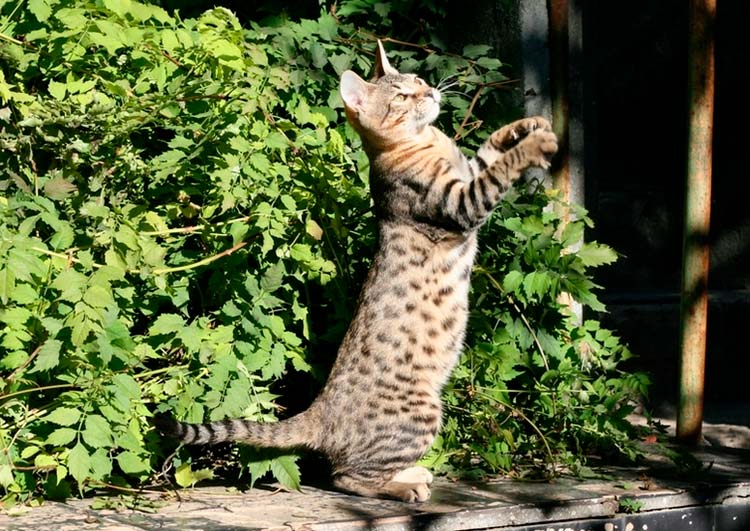El Serengeti pasea al aire libre