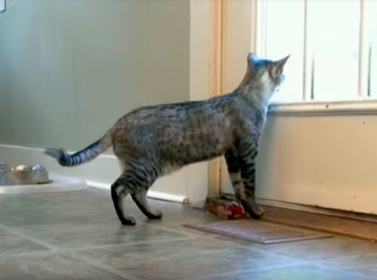 Gato Serengeti en casa