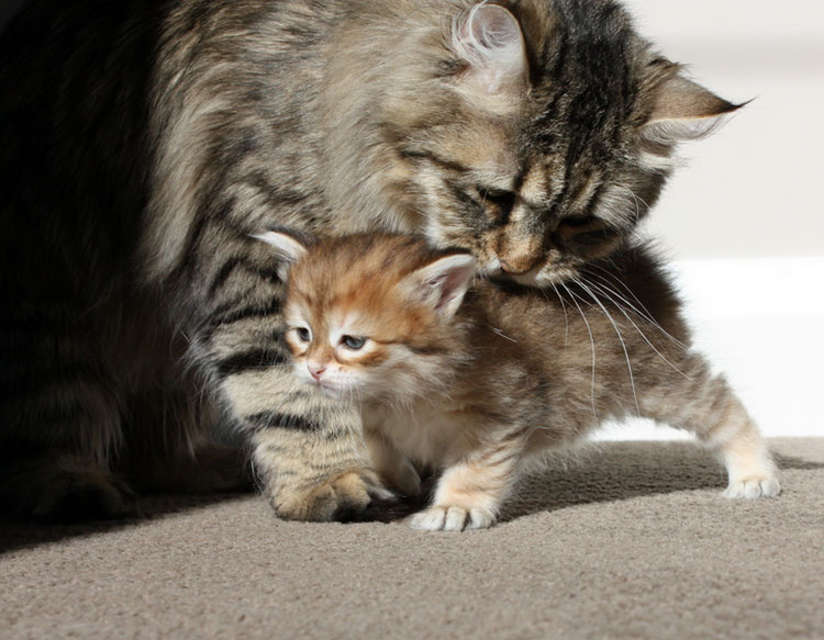 dónde comprar gatitos siberianos
