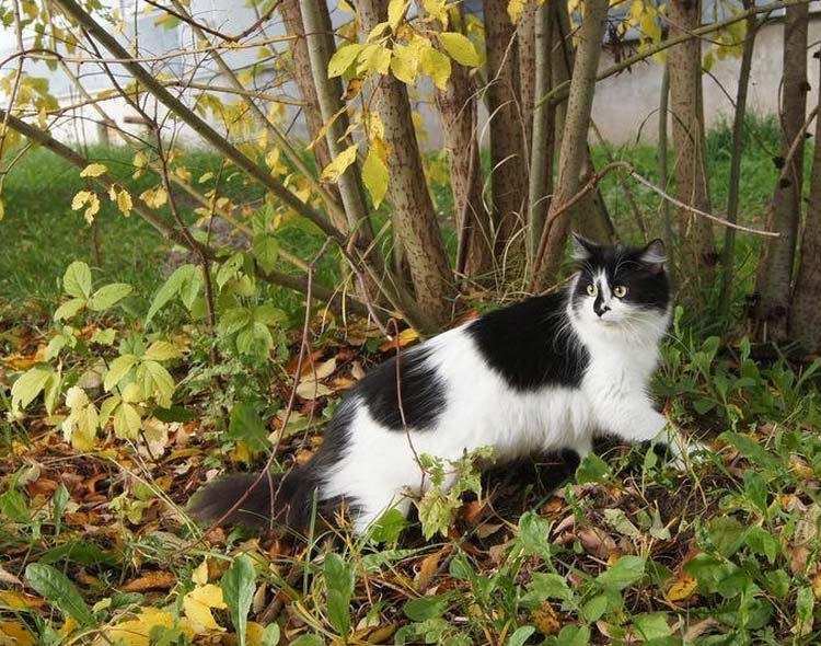 El gato siberiano pasea