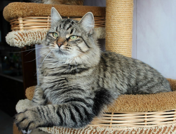 Gato siberiano tabby