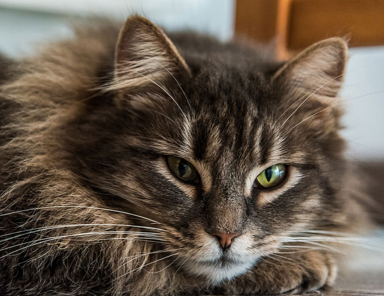 hermosas imágenes de gatos siberianos