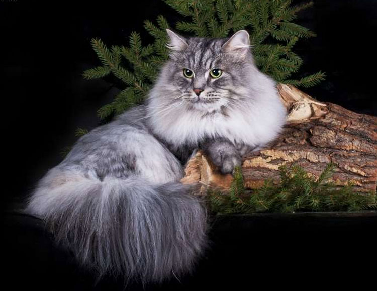 Foto de gato siberiano
