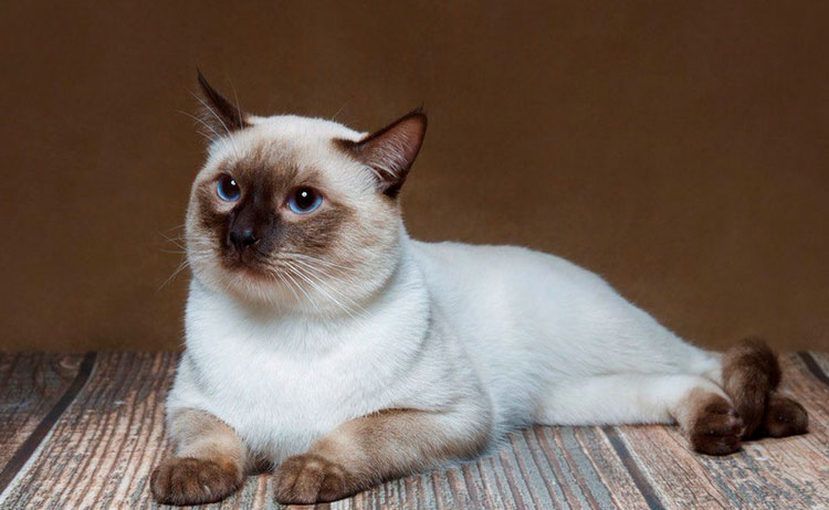 gato tailandés colorpoint