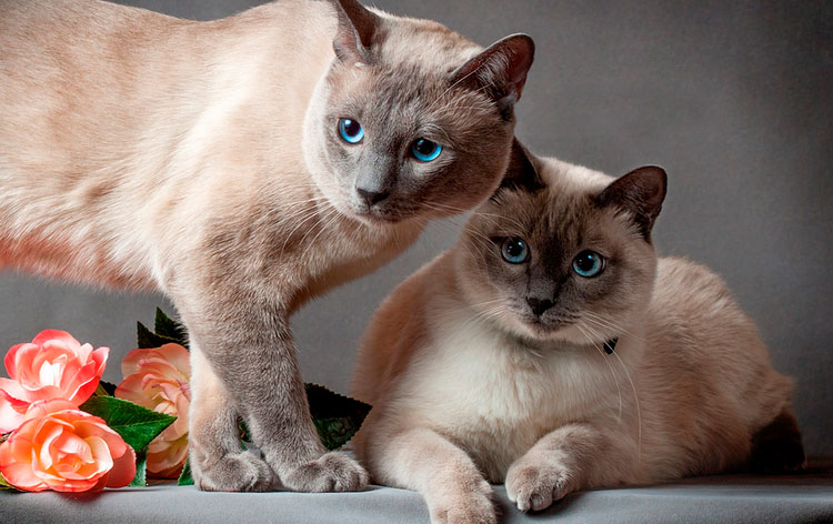 gato tailandés y gata tailandesa