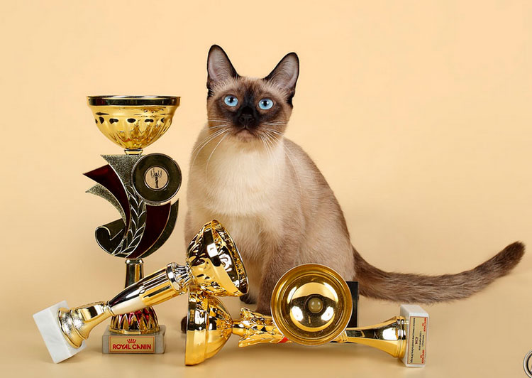 gato tailandés campeón