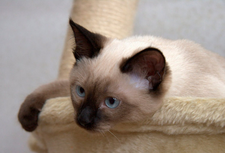 gato tailandés en casa