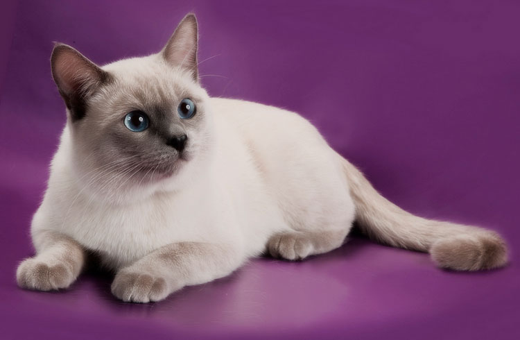 raza gato tailandés