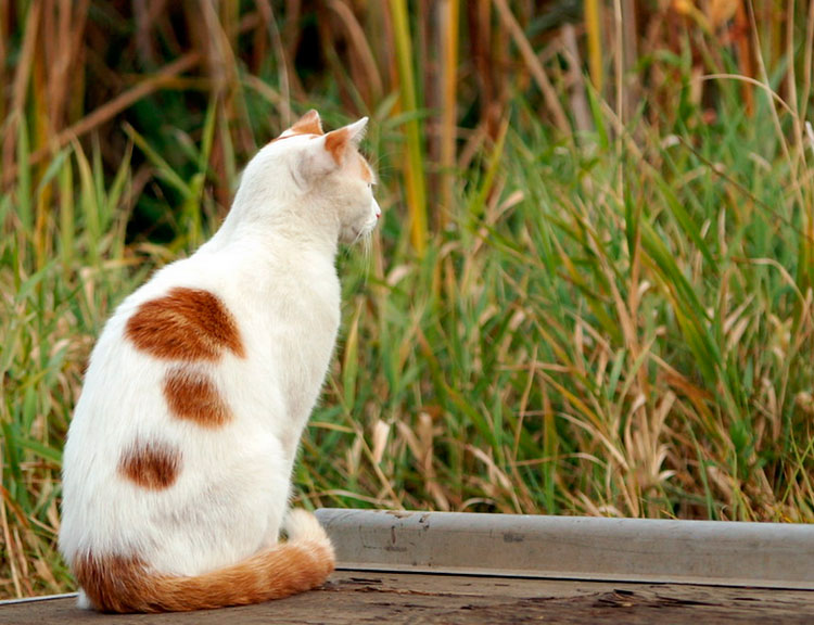 gato de raza Van turco