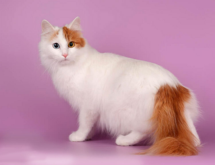 gato de la raza Van Turco