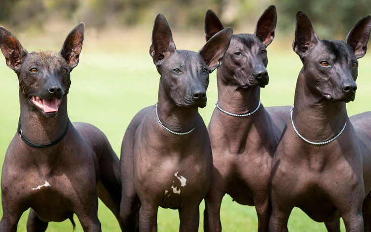 cuatro perros mexicanos