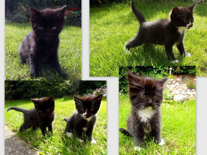 gatitos de gata York chocolate