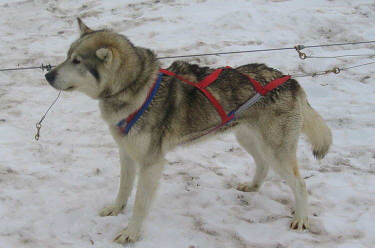 Raza de perros: Huskies de Alaska
