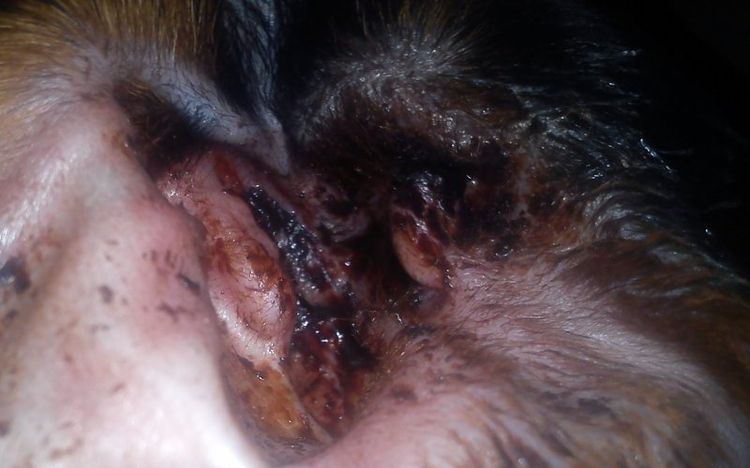 ¿Cómo se ve la otitis alérgica en un perro?