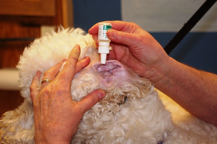 Gotas para los oídos del perro