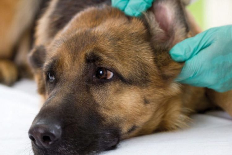 Examen del oído del perro