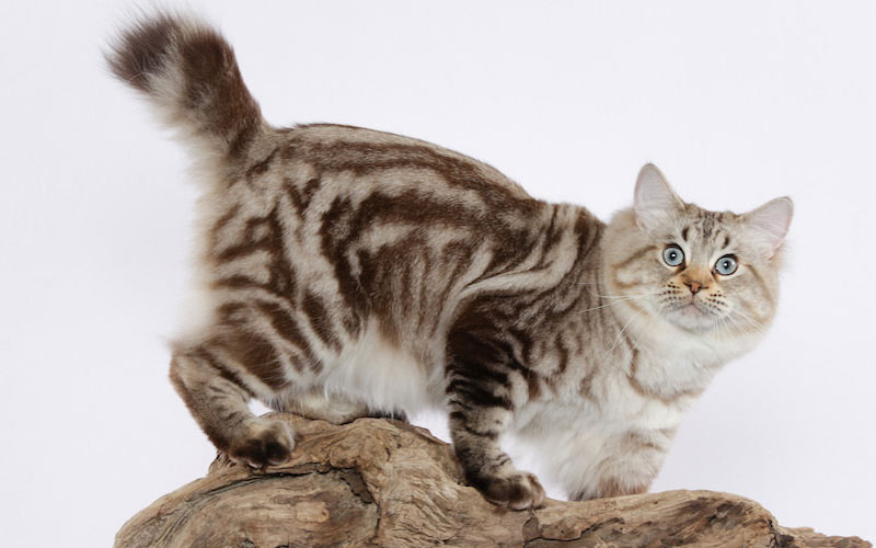 Todo sobre la raza bobtail americano