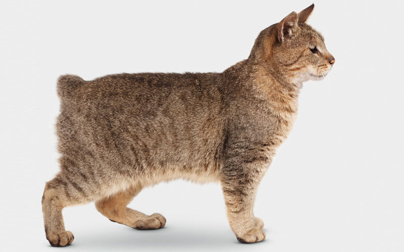 Bobtail americano - exterior del gato