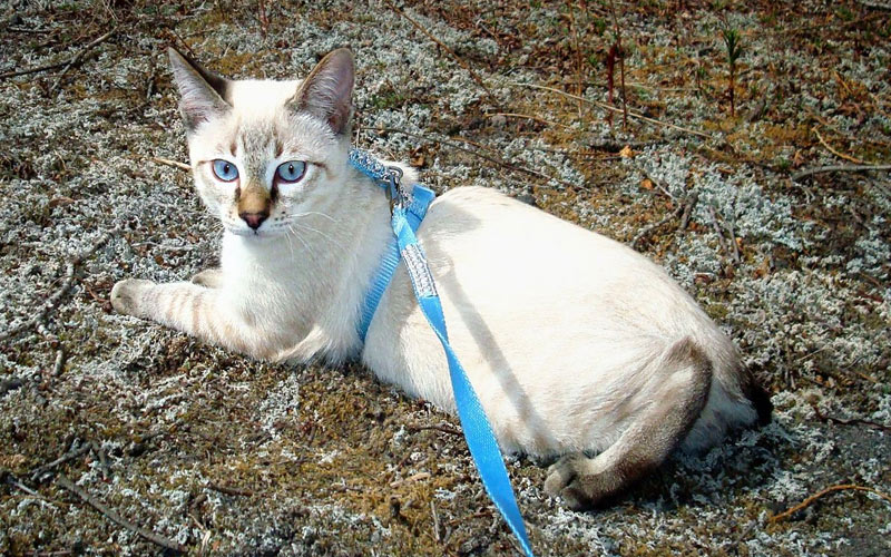 Carácter del bobtail americano