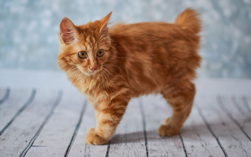Cómo elegir un gatito American Bobtail