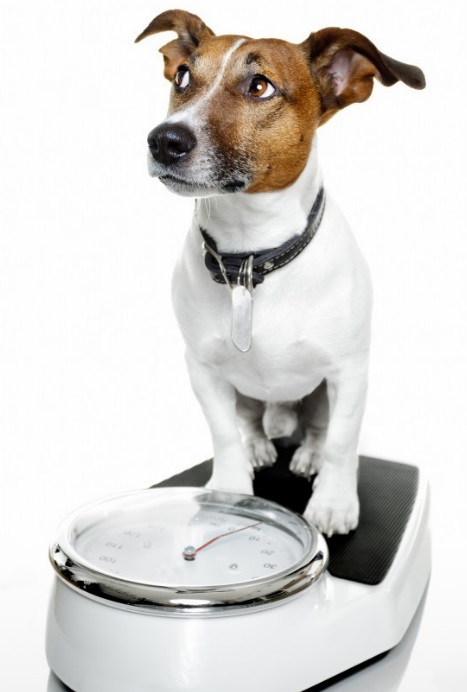 Anorexia en el perro